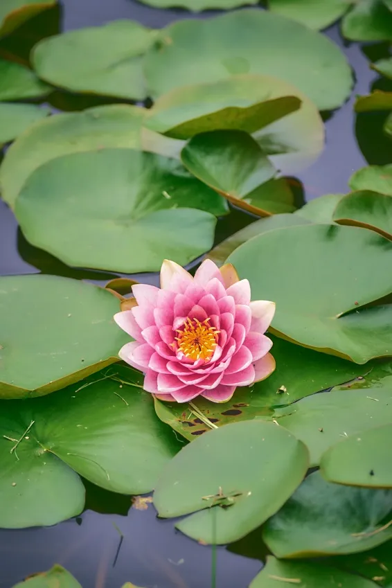 수련