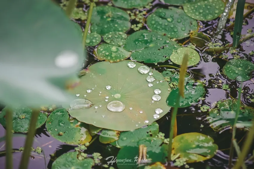 연잎