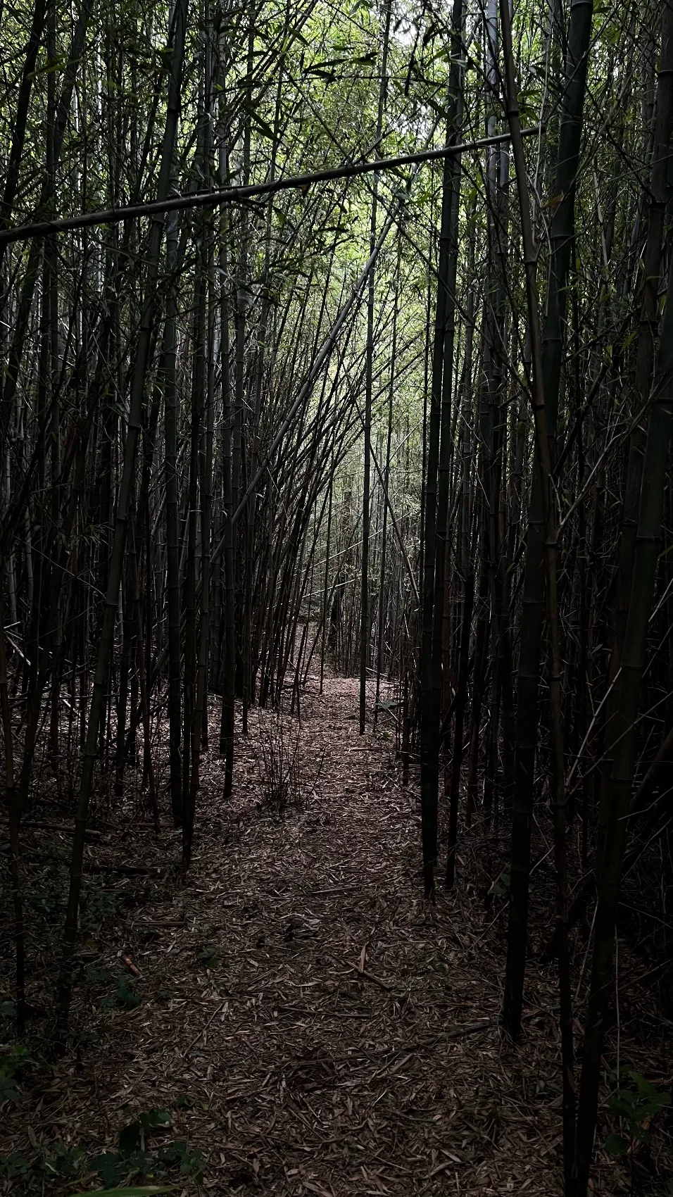 대나무 숲