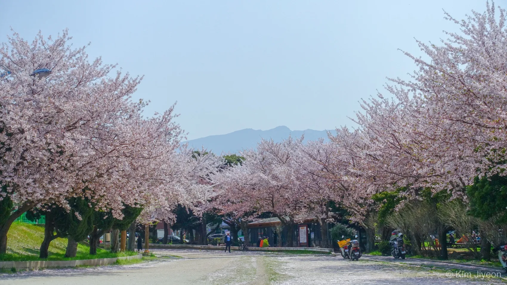 벚나무