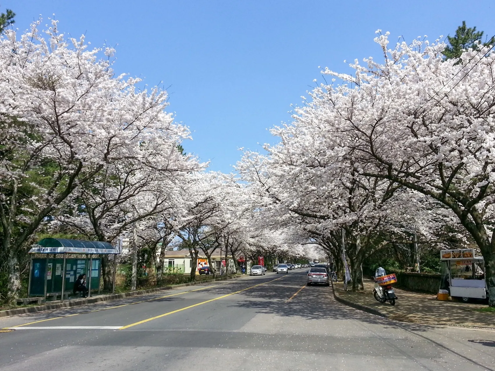 벚나무