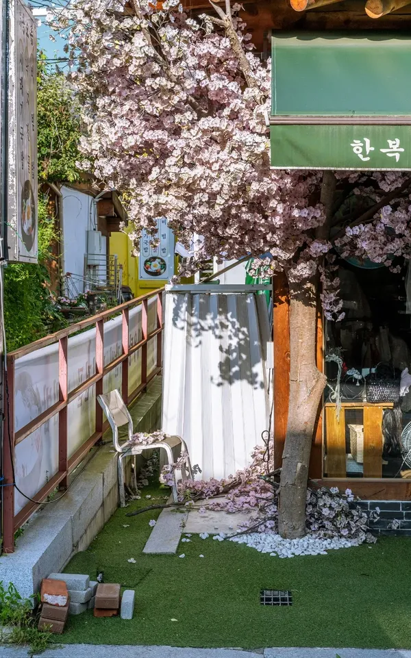 벚꽃 장식