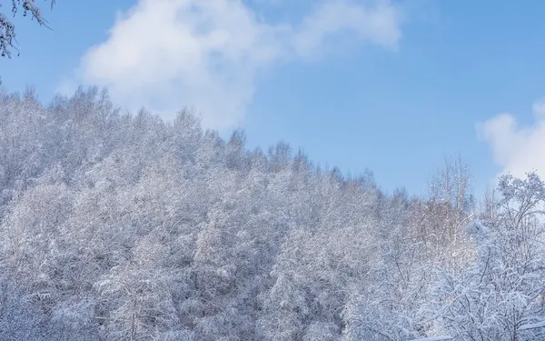 눈 덮인 나무