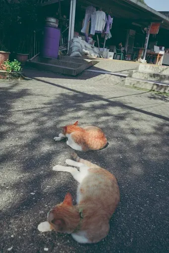 허우통 출사지 사진 1