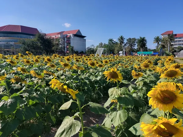 Maejo 대학교 출사지 사진 5