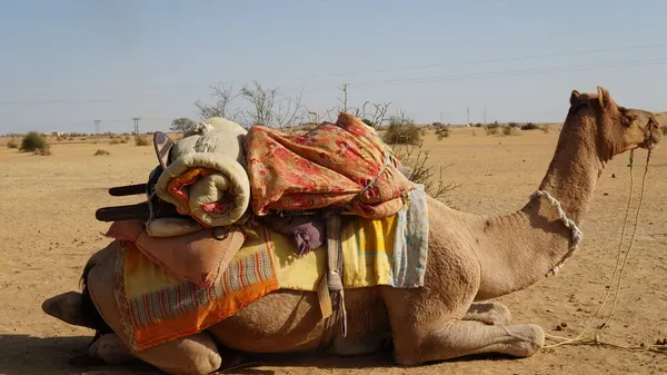 Jaisalmer 출사지 사진 10