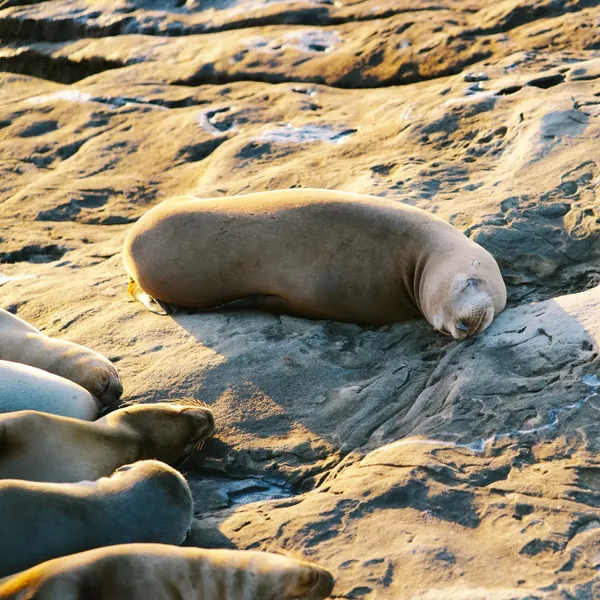 La jolla 출사지 사진 2