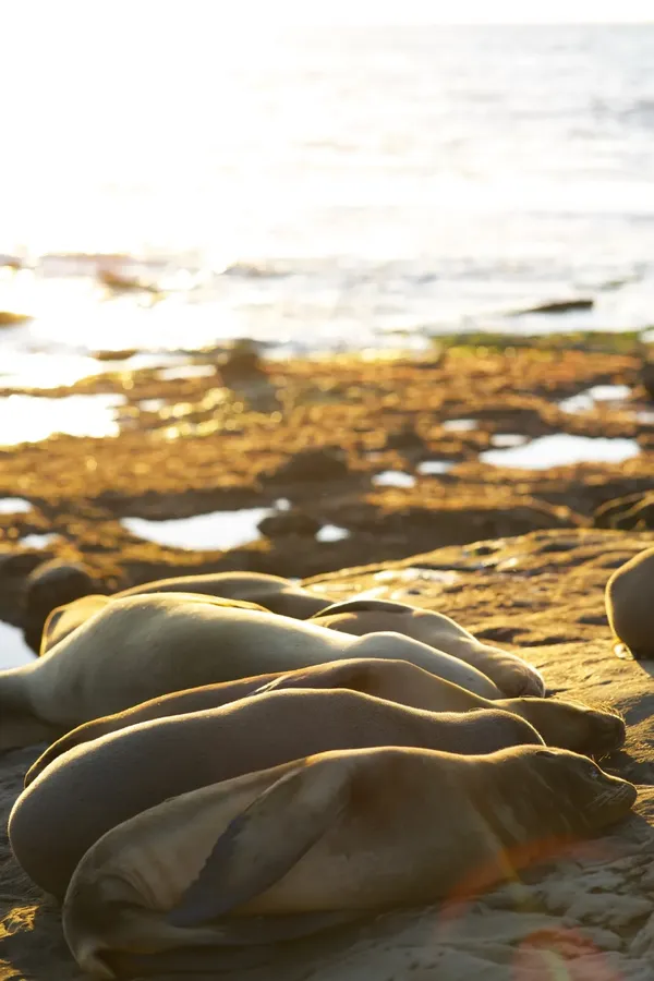 La jolla 출사지 사진 4