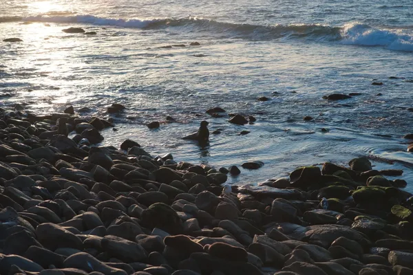 La jolla 출사지 사진 5