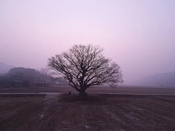 고목