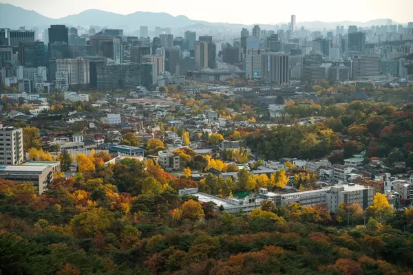 단풍나무