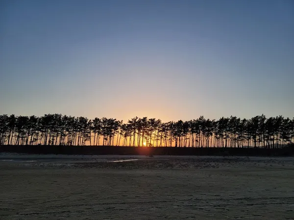 해송 숲