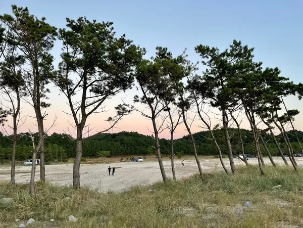 소나무