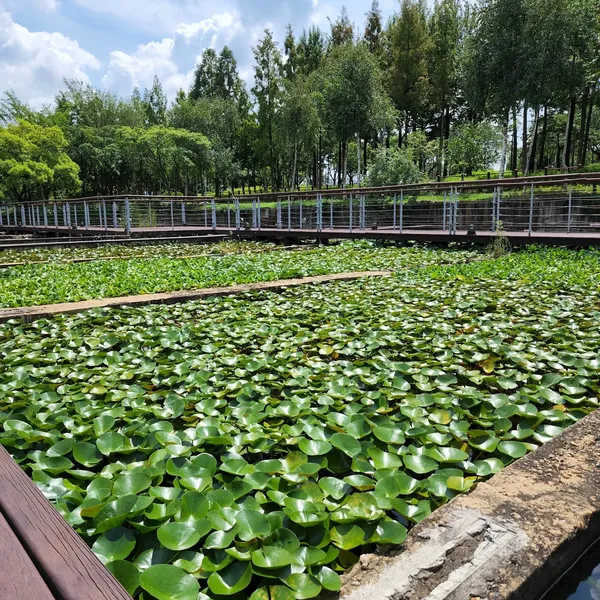 연잎