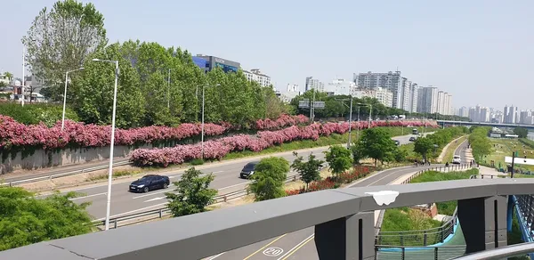 장미꽃밭