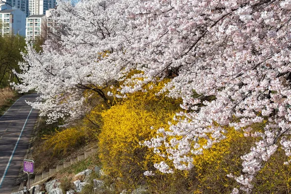 초림교(벚꽃) 출사지 사진 2