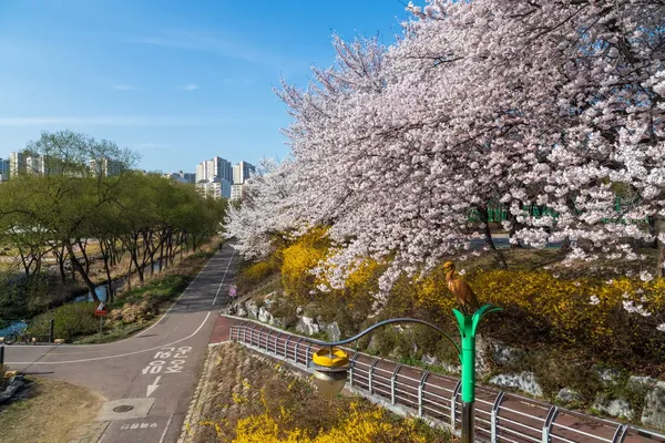 초림교(벚꽃) 출사지 사진 3