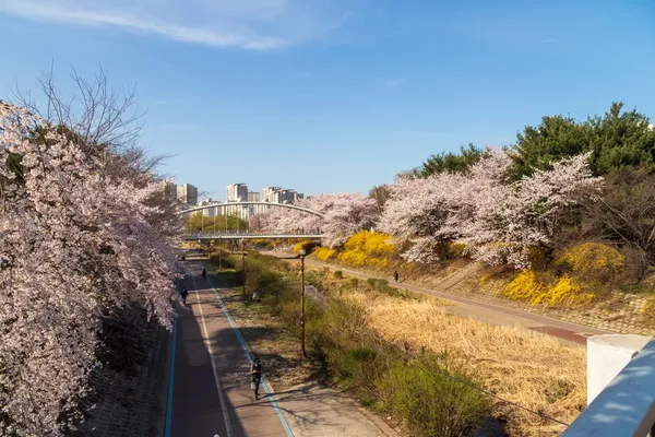 초림교(벚꽃) 출사지 사진 4