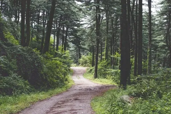 숲길