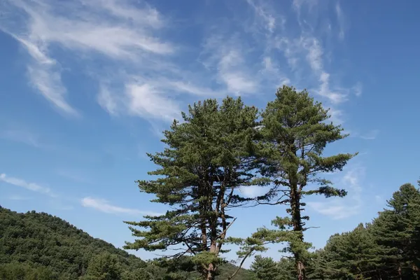 소나무
