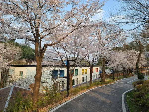 벚나무