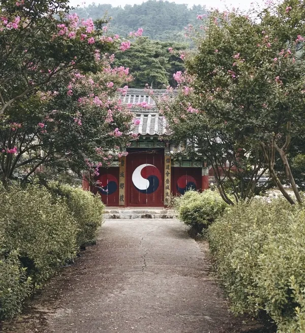배롱나무꽃