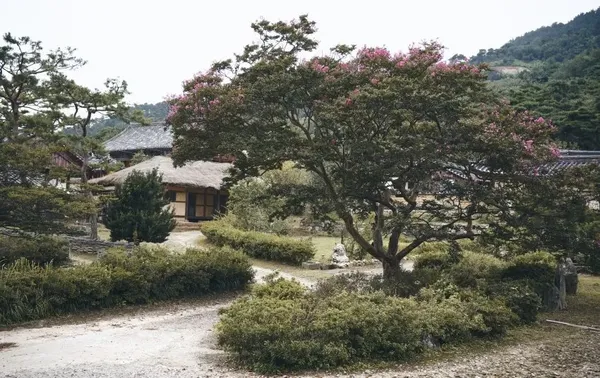 배롱나무