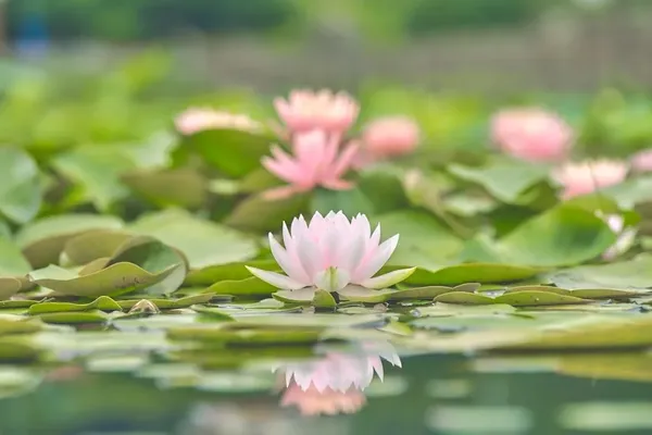 수련