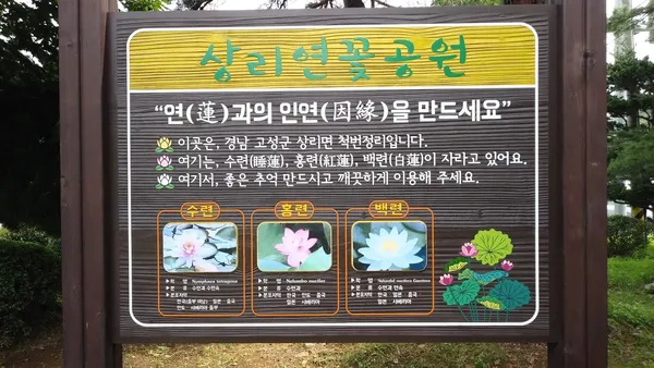 상리연꽃공원 출사지 사진 8