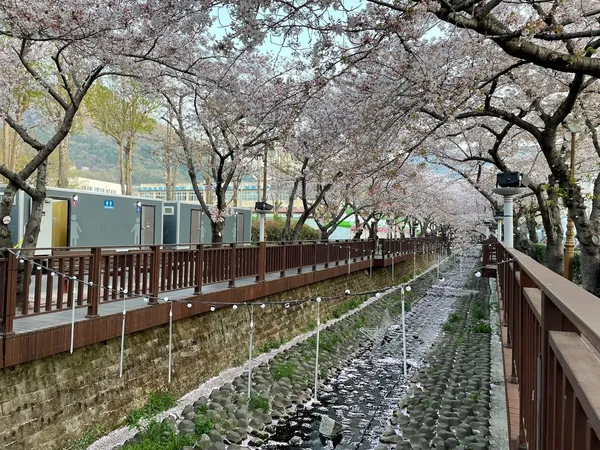 벚나무
