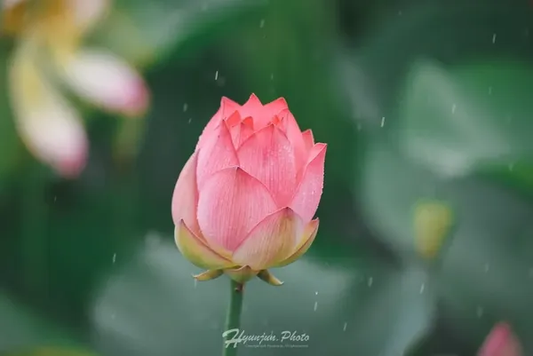 연꽃 봉오리