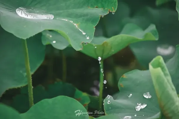 삼락생태공원(연꽃시즌용) 출사지 사진 6