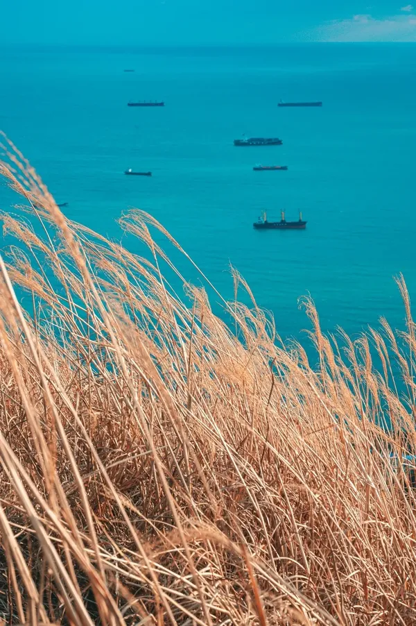 억새
