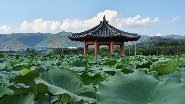 연잎