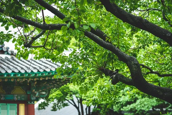 경상감영공원 출사지 사진 5