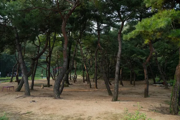 소나무 숲