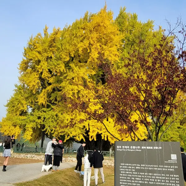 반계리 은행나무 출사지 사진 4