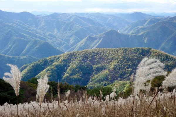 억새