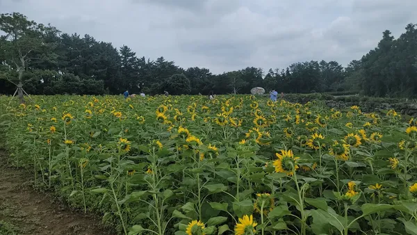 해바라기