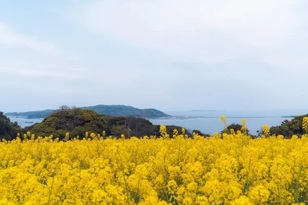 노코노시마 섬 출사지 사진 5