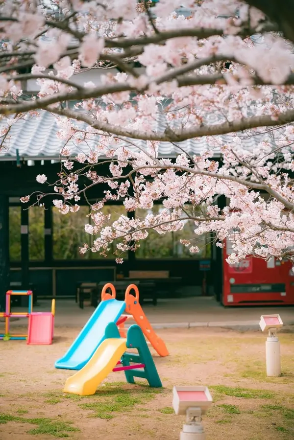 노코노시마 섬 출사지 사진 6