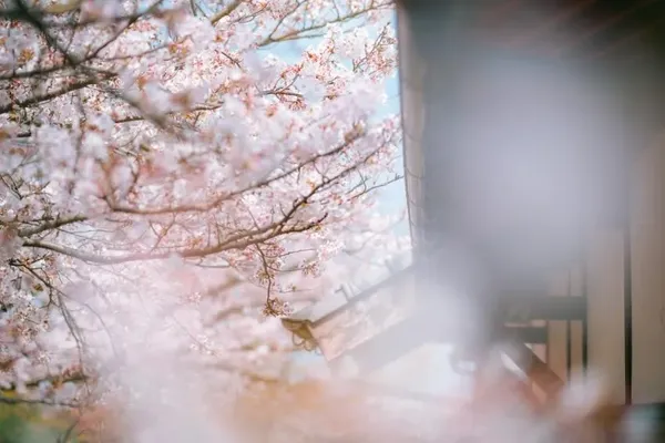 노코노시마 섬 출사지 사진 7