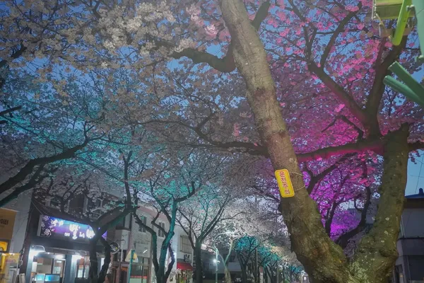 중앙여자중학교(벚꽃) 출사지 사진 3