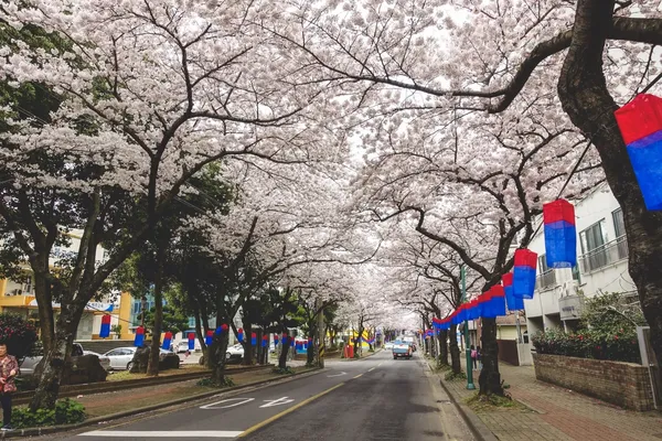 중앙여자중학교(벚꽃) 출사지 사진 4