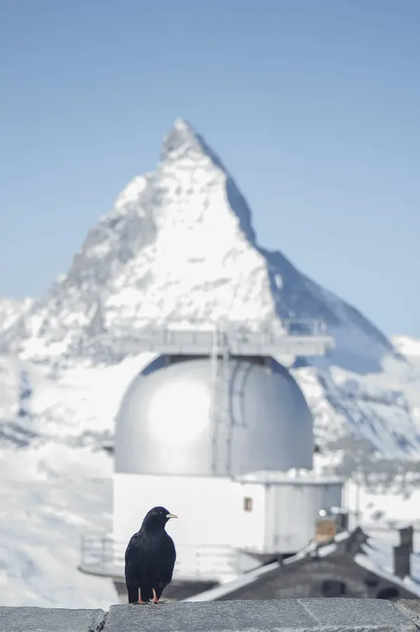 Gornergrat 출사지 사진 8