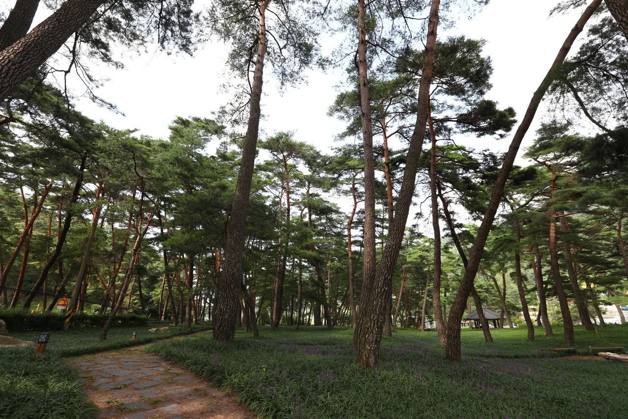 소나무 숲