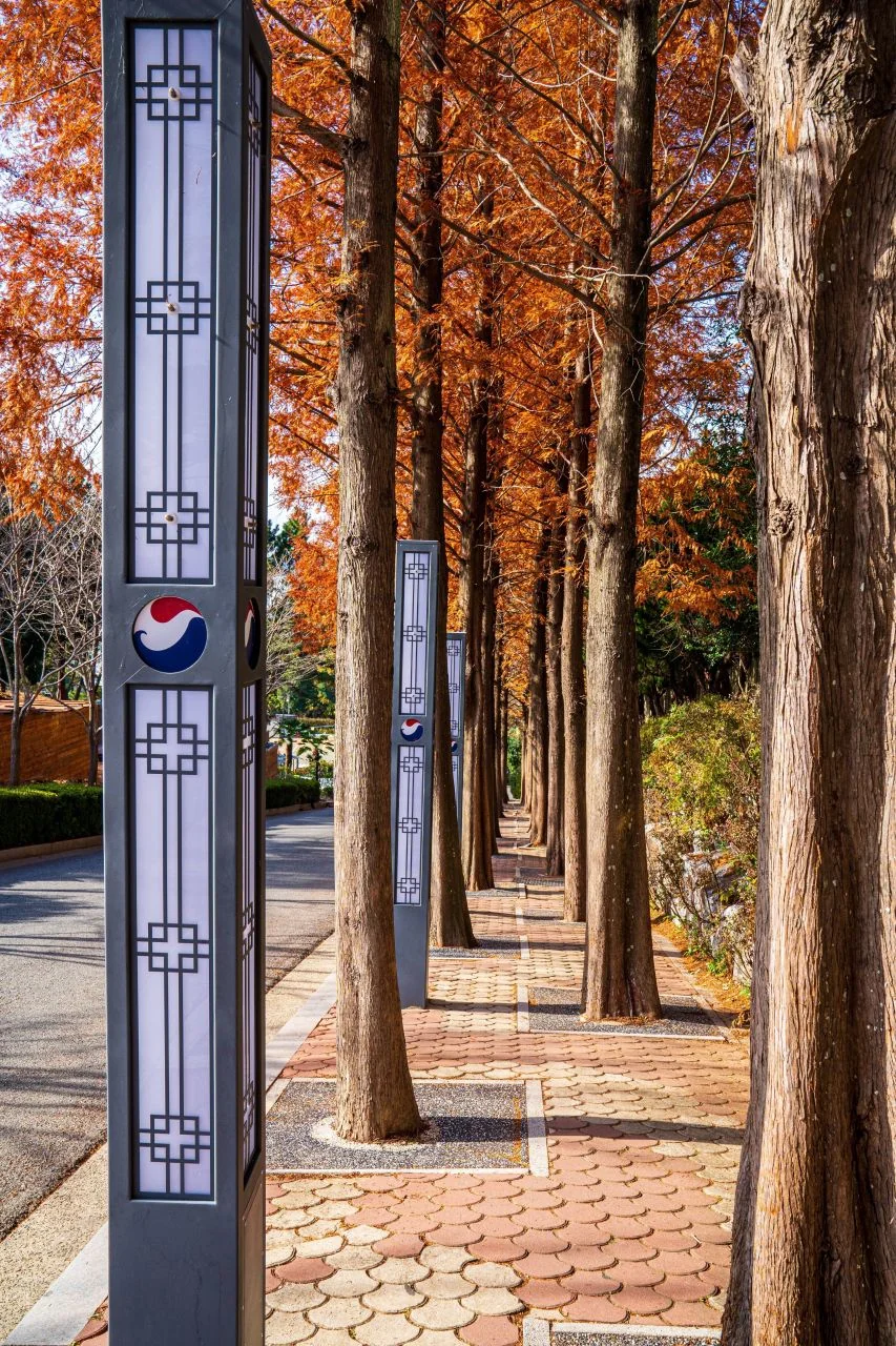 메타세쿼이아