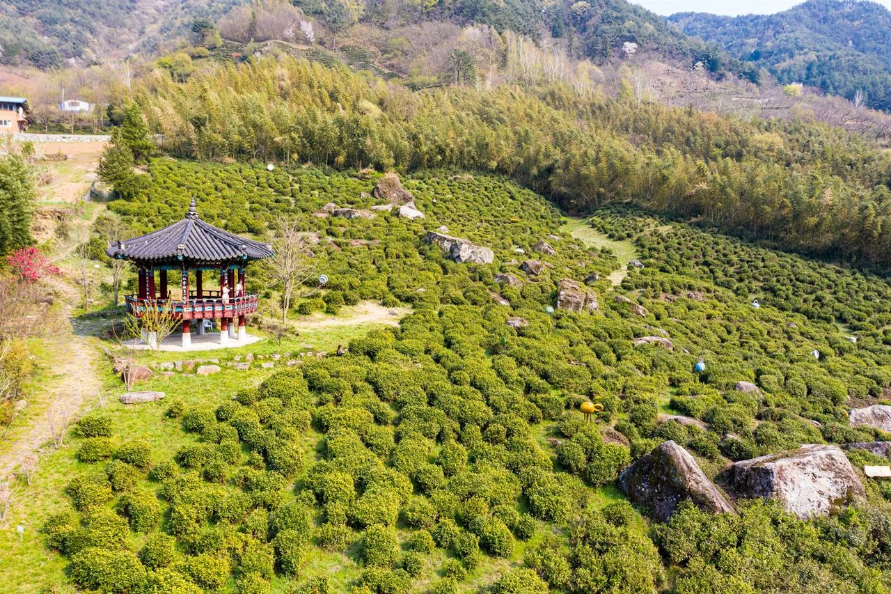 차밭