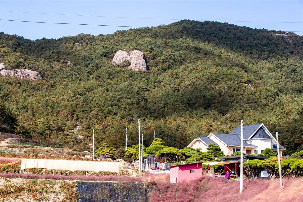 핑크뮬리