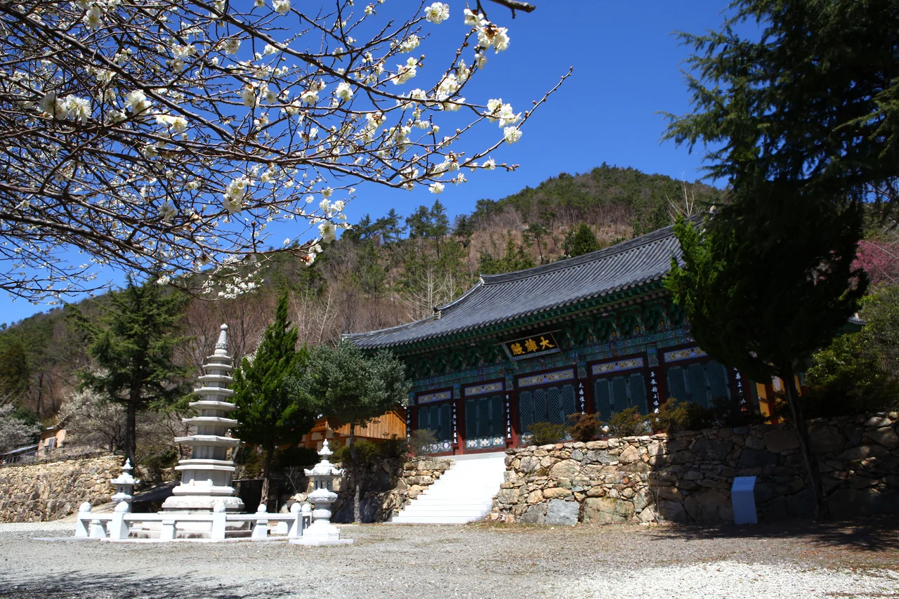 매화
